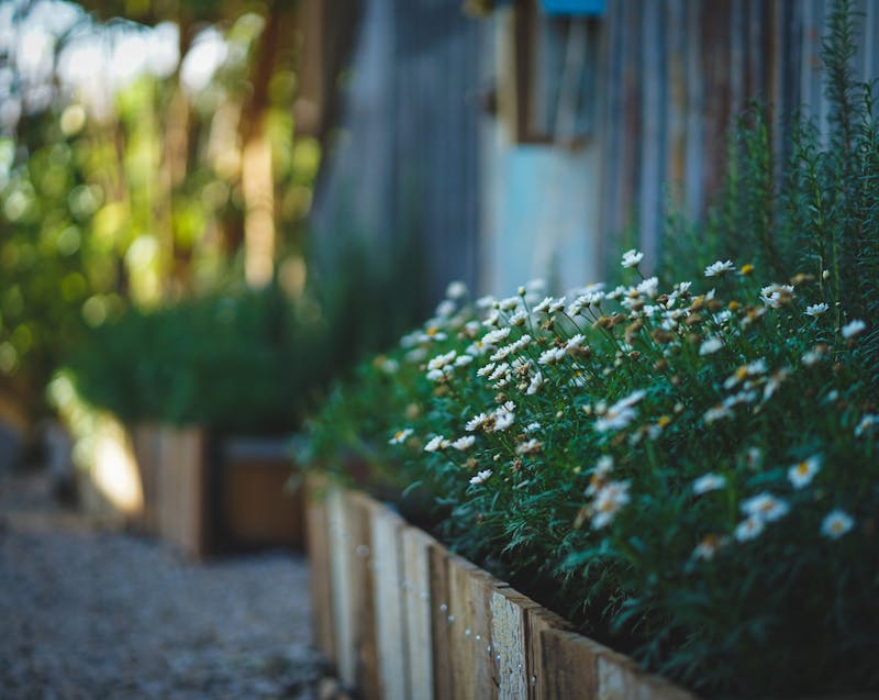 flowering plants