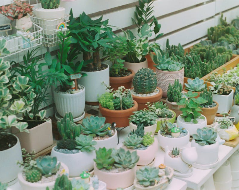 succulents and cacti